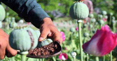 В Афганистане посевы опиума сократились на 95%, - ООН