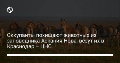 Оккупанты похищают животных из заповедника Аскания-Нова, везут их в Краснодар - ЦНС