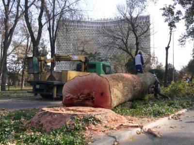 Черная страница в истории Ташкента. 13 ноября 2009 года начали рубить деревья на сквере