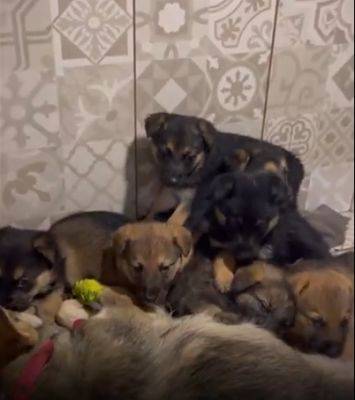 В Харькове два дня вытаскивали 7 щенков с собакой из-под бетонных плит (видео)