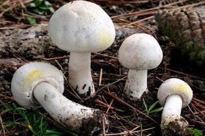 На Одесчине супруги отравились грибами, муж умер | Новости Одессы
