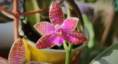 Поможет известный порошок: как защитить орхидею от грибка и болячек, чтобы она лучше цвела