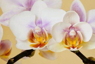 Цветок пора разбудить: что делать, если орхидея давно перестала цвести