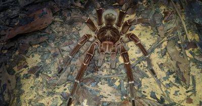 Ужас арахнофоба. Гигантский паук с размахом ног 30 см обошел конкурентов со скоростью 1 м/с (фото)