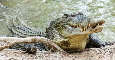 Схватил зубами за веко: фермер пережил нападение крокодила, укусив его в ответ (фото)