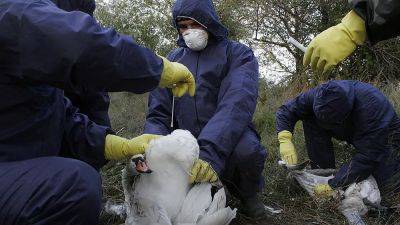 Румыния: птичий грипп убивает лебедей