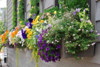 Как защитить балконные цветы от морозов – полезные советы