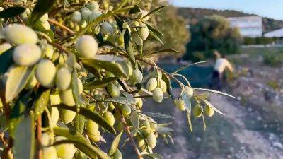 Грабители нацелились на оливки, когда цены на масло выросли втрое