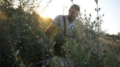 Фермеры в гневе: в Средиземноморском регионе преступники воруют оливки