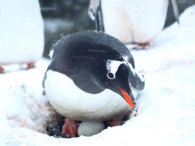 Возле станции "Академик Вернадский" пингвины снесли первые яйца