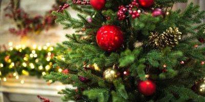 Из лесов Украины. Сколько в этом году стоит елка на Новый год и где ее приобрести в разных областях