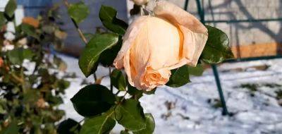 Вы можете остаться без любимых цветов: как правильно укрывать розы на зиму. Не допустите этих ошибок