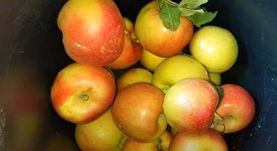Как хранить яблоки, чтобы они долго были свежими: проверенный лайфхак
