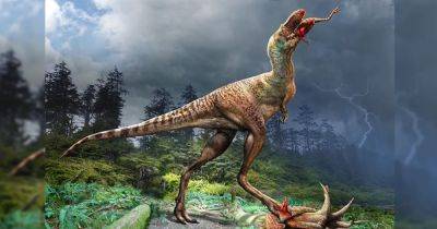 Последняя трапеза. В желудке тираннозавра впервые нашли еду — 75 млн лет назад он съел 4 ножки