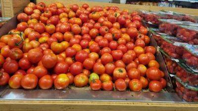 В Израиле помидоры из Иордании заменяют турецкие – цены продолжают расти