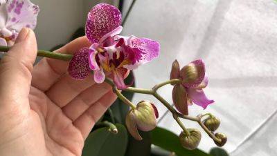 Гронами висят: почему орхидея долго не открывает бутоны