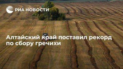 Аграрии в Алтайском крае намолотили 929 тысяч тонн гречихи
