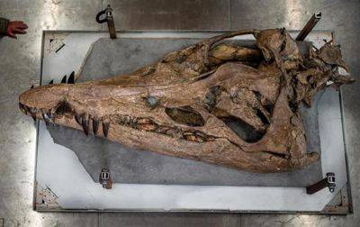 В Англии ученые сняли со скалы гигантский череп плиозавра - korrespondent.net - Китай - Украина - Англия - Турция