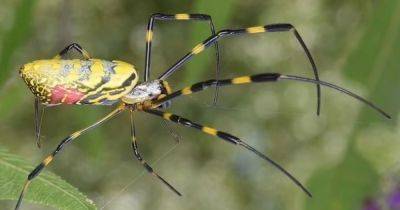 Армия 20-сантиметровых пауков из Китая готовится захватить США: монстры спустятся на парашютах