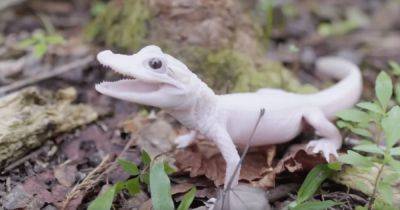 Во Флориде родился первый в мире белый аллигатор (видео)