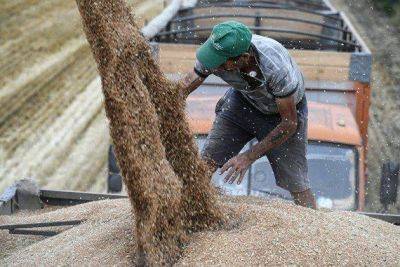 Россия ввела временный запрет на экспорт твердой пшеницы до 31 мая 2024 года - smartmoney.one - Москва - Россия - Армения - Казахстан - Белоруссия - Киргизия - Апсны - респ. Южная Осетия
