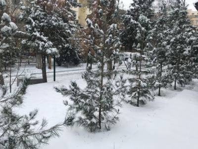 Снег, туман и гололедица – синоптики о погоде на 12 декабря