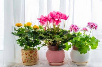 Удивительная хитрость: какие цветы нужно поставить на подоконник, чтобы окна в квартире не запотевали