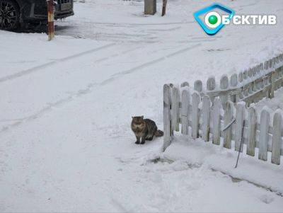Харьков засыпало снегом: как борются коммунальщики, как выглядят улицы (фото)