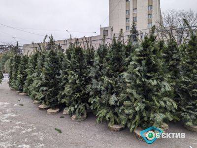 В Харькове открылись 78 площадок по продаже елок: какие цены – мэрия
