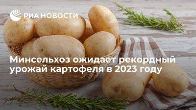 Минсельхоз: РФ в 2023 году может получить рекордный урожай картофеля