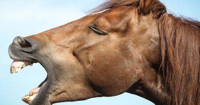 Могут себе это позволить: ученые рассказали, почему у лошадей вытянутые морды
