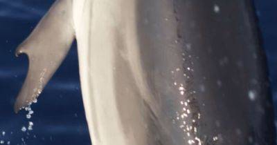 Очень неправильный дельфин: обнаружено удивительное существо с большими пальцами (фото)