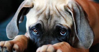 Земля без людей. Смогут ли домашние собаки выжить, если человечество погибнет - focus.ua - Украина