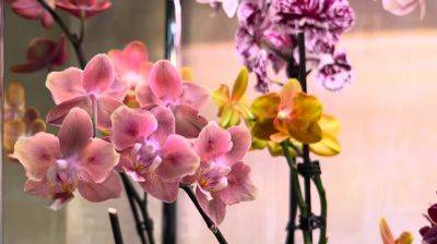 Плохое соседство: с какими растениями рядом не стоит ставить орхидею