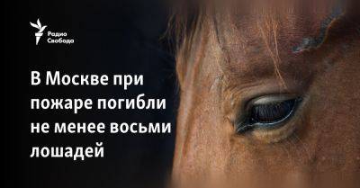 В Москве при пожаре погибли не менее восьми лошадей