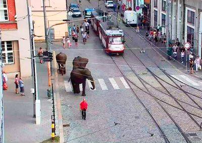 В Чехии по улицам слонов водили: видео - vinegret.cz - Чехия