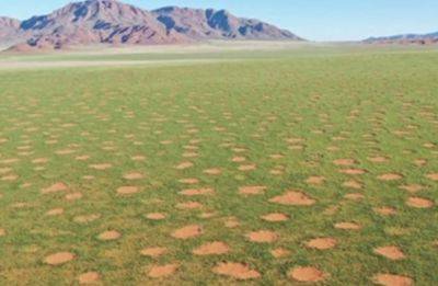 Ученые объяснили странные круги на зеленой траве реакцией на дефицит воды - фото