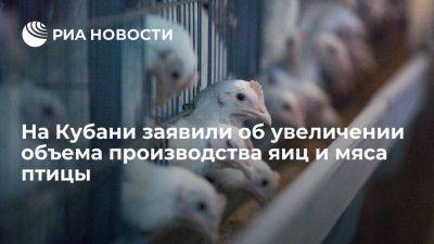 Владимир Путин - Андрей Коробка - Власти Кубани заявили об увеличении объема производства яиц и мяса птицы - smartmoney.one - Краснодарский край - Краснодар