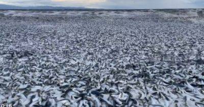 Океан "выплюнул" на побережье Японии 1200 тонн мертвой рыбы: никто не знает, что происходит (видео)