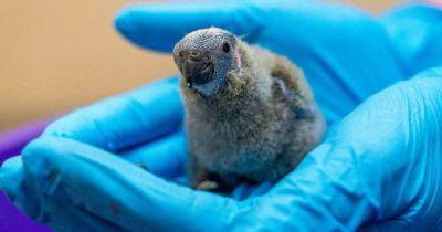 Возрождение пернатых: появилась надежда на спасение популяции очень редких попугаев (видео)