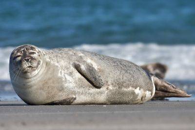 На туркменском побережье Каспийского снова гибнут тюлени