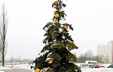 Минчане заметили в Шабанах «приунывшую» новогоднюю елку