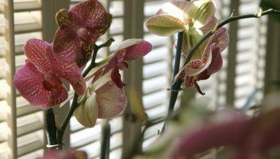 Зимний "застой" можно преодолеть: как продлить срок цветения орхидей в холодное время года