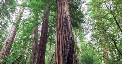 Восстали из пепла. 2000-летние деревья, "убитые" лесными пожарами, выпустили новые почки