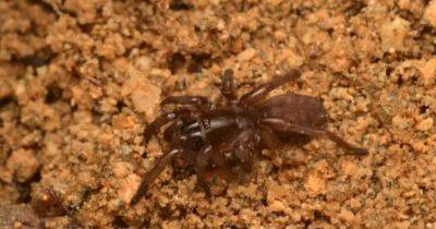 В Португалии нашли редкого паука: ученые не могли обнаружить его 92 года