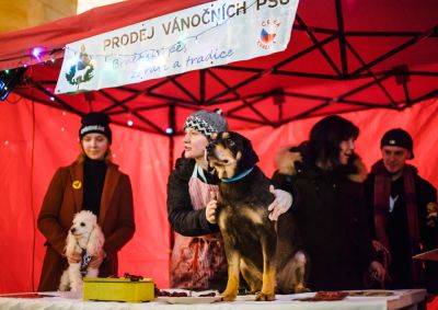 В Чехии зоозащитники предложат прохожим разделать «рождественскую собаку» вместо карпа - vinegret.cz - Чехия - Брно