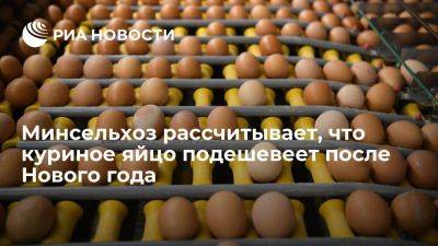 Минсельхоз рассчитывает, что куриное яйцо в России подешевеет после Нового года