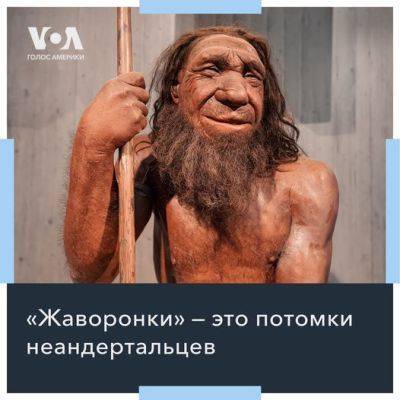 "Жаворонки" - потомки неандертальцев