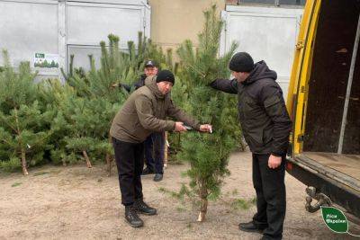 Где на Харьковщине купить дешевую елку