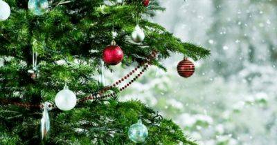 Натуральная или искусственная: какую новогоднюю елку выбрать